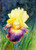Iris, Joyce Gibson 5"X 7" Print on Canvas