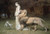 Una and the Lion, Riviere (16X23.25)
