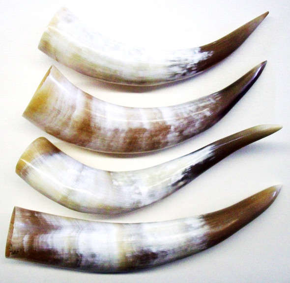 Raw polished cow horn, sanded and smoothed, mottled white body with honey or brown tip, ideal for custom powder horn crafting