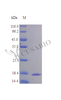 Recombinant Human Interleukin-36 beta protein (IL36B) (Active) | CSB-AP002011HU