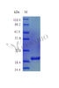 Recombinant Mouse Interleukin-36 beta protein (Il36b) (Active) | CSB-AP003111MO