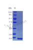 Recombinant Rhesus Macaque Interleukin-13 protein (IL13) (Active) | CSB-AP003181MOW