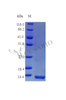 Recombinant Mouse Interleukin-4 protein (Il4) (Active) | CSB-AP003301MO