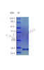 Recombinant Mouse Interleukin-33 protein (Il33) ,partial (Active) | CSB-AP003411MO