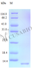 Recombinant Human C-X-C motif chemokine 9 protein (CXCL9) (Active) | CSB-AP000711HU