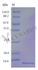 Recombinant Human VEGF coregulated chemokine 1 protein (CXCL17) (Active) | CSB-AP000781HU