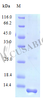 Recombinant Human C-C motif chemokine 21 protein (CCL21) (Active) | CSB-AP000941HU