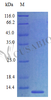Recombinant Mouse C-C motif chemokine 27 protein (Ccl27) (Active) | CSB-AP001381MO