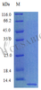 Recombinant Rat Chemokine (C-X-C motif) ligand 12 (Stromal cell-derived factor 1) protein (Cxcl12) (Active) | CSB-AP001471RA
