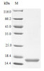 Recombinant Human Neurotrophin-4 protein (NTF4) (Active) | CSB-AP002831HU
