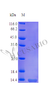 Recombinant Human Tumor necrosis factor ligand superfamily member 18 protein (TNFSF18) (Active) | CSB-AP002351HU
