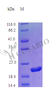 Recombinant Mouse Prolactin protein (Prl) (Active) | CSB-AP000071MO