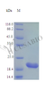 Recombinant Rat Cardiotrophin-1 protein (Ctf1) (Active) | CSB-AP000211RA