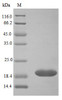 Recombinant Human Neutrophil gelatinase-associated lipocalin protein (LCN2) (Active) | CSB-AP000461HU
