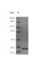 Recombinant Mouse Interleukin-36 gamma protein (Il36g) (Active) | CSB-AP003131MO

