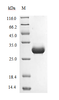 (Tris-Glycine gel) Discontinuous SDS-PAGE (reduced) with 5% enrichment gel and 15% separation gel.
 According to the left SDS-PAGE image, the purity of Proteinase K is 95%+ and the molecular weight is 28.9 kDa.