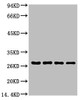 Western blot analysis of Hela (1) , Rat brain (2) , NIH 3T3 (3) , 293T (4) , diluted at 1:5000.