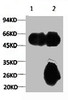 1) Input: Mouse Brain Tissue Lysate 2) IP product: IP dilute 1:200