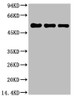 Western blot analysis of 1) Hela, 2) Mouse Brain Tissue, 3) Rat Brain Tissue, diluted at 1:5000.