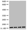 Western blot analysis of 1) Hela, 2) Raw, 3) Mouse Brain Tissue, 4) Rat Brain Tissue, diluted at 1:5000.