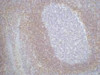 IHC staining of Human tonsil tissue paraffin-embedded, diluted at 1:200.