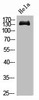 Western blot analysis of Hela, diluted at 1:1000.