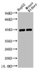 Western blot analysis of 1) HepG2, 2) Mouse Kidney, diluted at 1:1000.