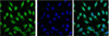 IF analysis of Hela with antibody (Left) and DAPI (Right) diluted at 1:100.