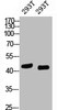 Western blot analysis of 293T, diluted at 1) 1:1000 2) 1:2000