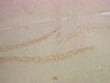 IHC staining of mouse hippocampus tissue, diluted at 1:200.