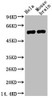 Western blot analysis of 1) Hela, 2) Mouse Brain, diluted at 1:4000.