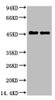 Western blot analysis of Rat Brain Tissue, diluted at 1:5000.