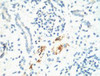 IHC staining of Mouse Kidney tissue, diluted at 1:200.