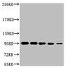 Western blot analysis of 1) Hela, 2) 293T, 3) MCF7, 4) Mouse Brain tissue, 3) Rat LiverTissue, diluted at 1:2000.