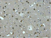 IHC staining of Human brain tissue paraffin-embedded, diluted at 1:200.