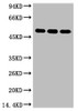 Western blot analysis of 1) 293T, 2) HepG2, 3) Hela, diluted at 1:3000.