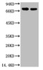 Western blot analysis of HepG2, diluted at 1:2, 000.