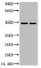 Western blot analysis of Hela, diluted at 1) 1:2000 2) 1:5000