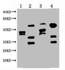 Western blot analysis of 1) Hela, 2) HepG2, 3) 293T, 4) Jurkat, diluted at 1:2000.