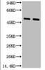 Western blot analysis of 1) Hela, 2) Mouse Brain tissue, diluted at 1:2000.