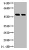 Western blot analysis of 1) Hela, 2) 293T, diluted at 1:3000.