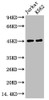 Western blot analysis of 1) Jurkat, 2) K562, diluted at 1:2000.