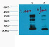 Western blot analysis of Hela, diluted at 1) 1:1000 2) 1:3000