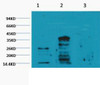 Western blot analysis of 1) Hela, 2) Rat Testis tissue, 3) Raw264.7, diluted at 1:2000.