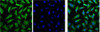 IF analysis of Hela, and DAPI (Right) diluted at 1:100.