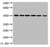 Western blot analysis of 1) HepG2, 2) Hela, 3) Mouse Liver tissue, 4) C2C12, 5) Rat Heart tissue, 6) Mouse Skeletal Muscle tissue, diluted at 1:2000.