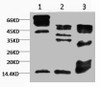 Western blot analysis of 1) Hela, 2) Rat Testis tissue, 3) Raw264.7, diluted at 1:2000.