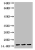 Western blot analysis of 1) Hela, 2) Rat Testis tissue, 3) Raw264.7, diluted at 1:1000.