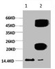 1﹜Input: Hela Cell Lysate 2﹜IP product: IP dilute 1:200 Western blot analysis: primary antibody : 1:1, 000 Secondary antibody: Goat anti-Mouse IgG (H+L) (S001) 1:10, 000
