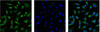 IF analysis of Hela with antibody (Left) and DAPI (Right) diluted at 1:100.